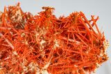 Bright Orange Crocoite Crystal Cluster - Tasmania #182740-6